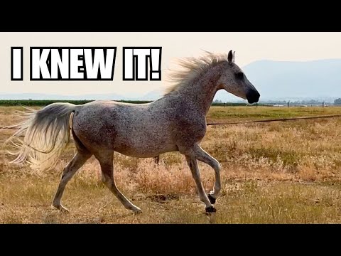 ARABIAN royalty! ~ $600 Auction horse 😱