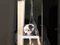 Why my younger dog stays in a doggie lift #funnydogs #funnyshorts #dog