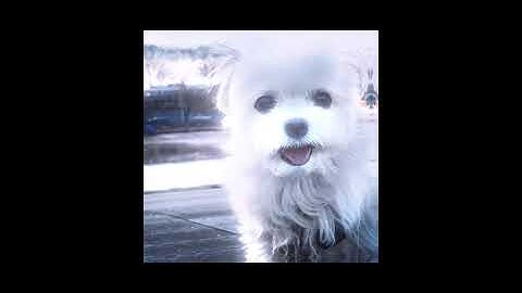 Tofu Task Force - EBT (Official Music Video)