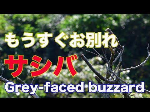 【暗色型】色黒のサシバ Grey faced buzzard