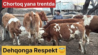 Limuzin buqa va Simental gʻunajin hamda buqalar 