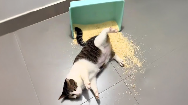 Cats sometimes broken 😂 Funny Cats Videos 2025