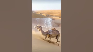 #الشيخ_ياسر_الدوسري #تلاوات #القرآن_الكريم #راحة_نفسية