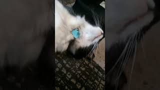 Fat Cat ABUSES Human, He Doesn't Regret it.| Supreme Bros