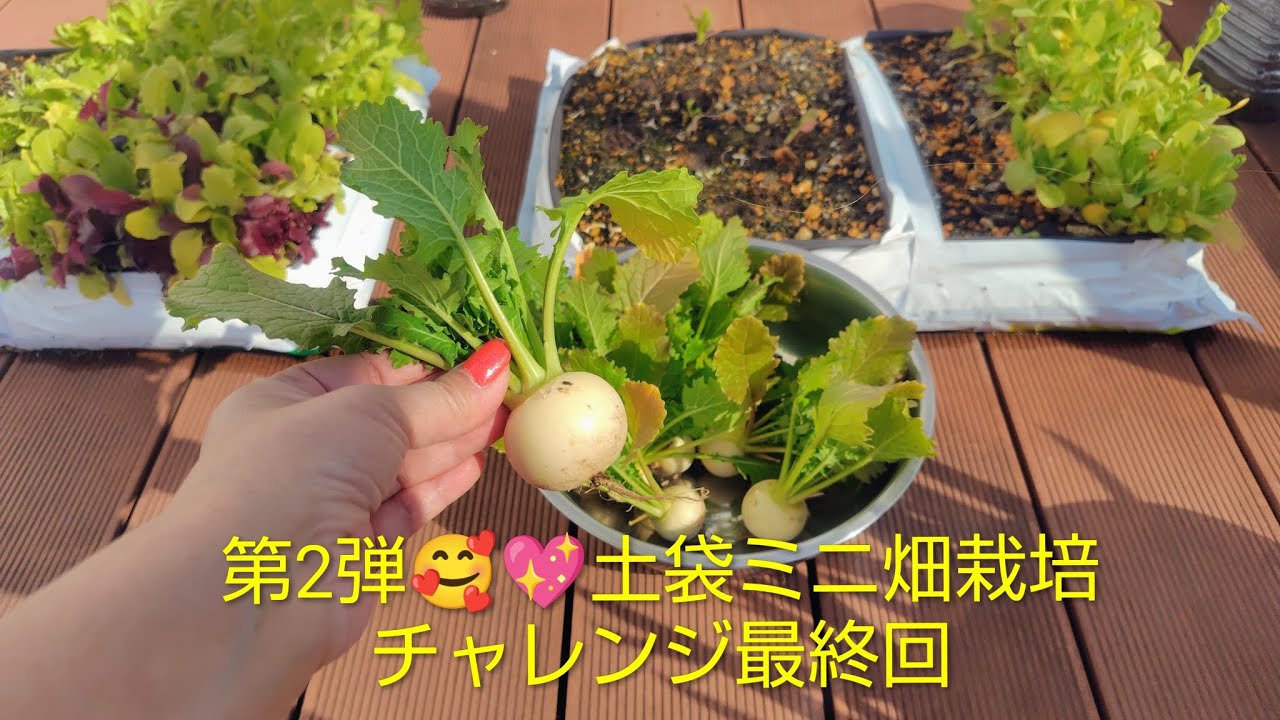 第2弾チャレンジ💖土袋でミニ畑栽培最終回🥰2nd challenge💖Final episode of mini garden cultivation using soil bags