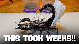 I Mounted a Scorpion… 3 Weeks Later, This Happened