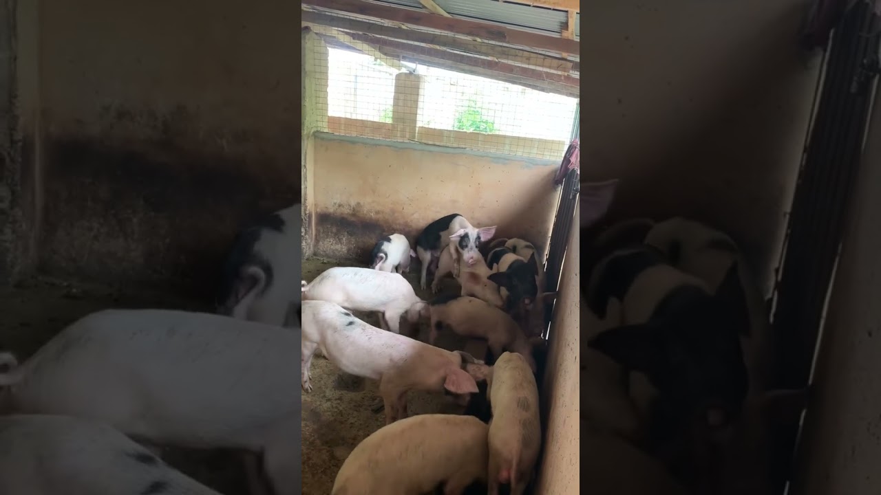 Watch how pigs mate (animal mating sexxx)