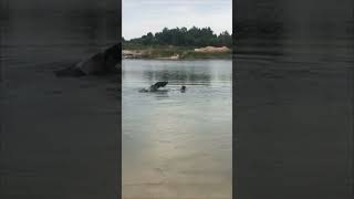 Horse Goes Into Water Along With a Lady for a Quick Soak