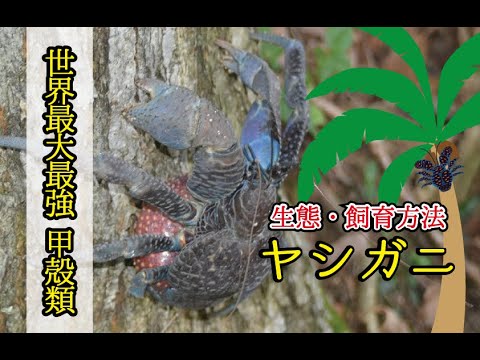 ★【世界最大最強甲殻類】ヤシガニの生態と飼育方法 　Ecology of coconut crab and breeding method @ZOO TIME