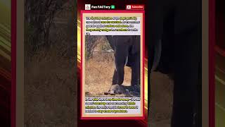 The Most Stressful 5 Minutes Of A Newborn Elephant wildlife nature