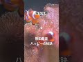 海水水槽✖︎ 熊田茜音 /ハッピーの秘訣/第七王子