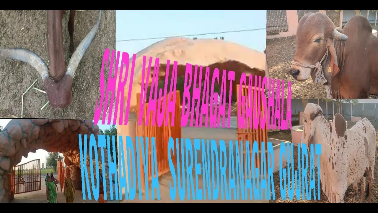 GIR LOTS OF GIR SHRI VAJA BHAGAT GAUSHALA 06 KOTHADIYA SNAGAR GUJRAT CONSERVATION  INDIAN COW BREED