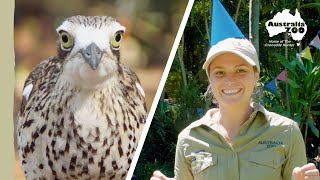 A birthday surprise for Feathers | Australia Zoo Life