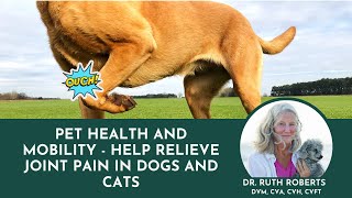 Pet Food SCAM? The Dangerous Truth About Prescription Diets!