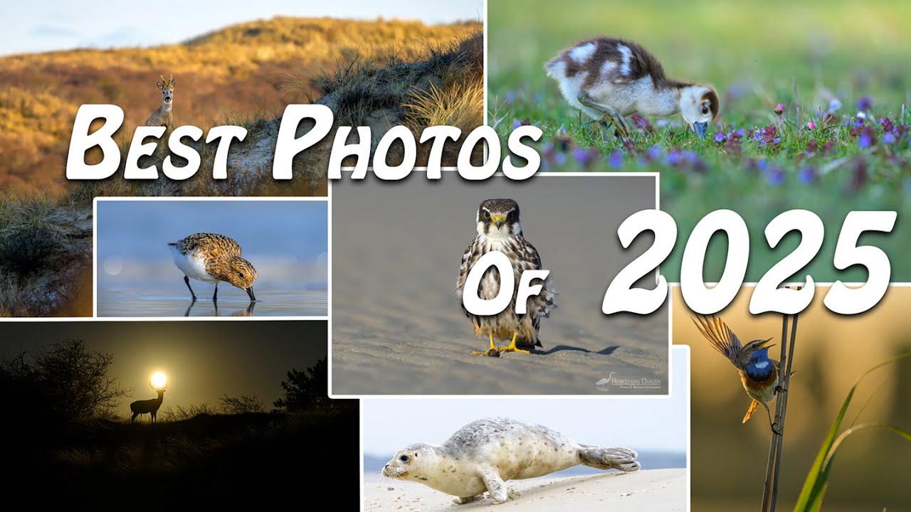 The Best Photos of 2025 | Dutch nature | Nederlandse Natuur | Bye Bye 2025