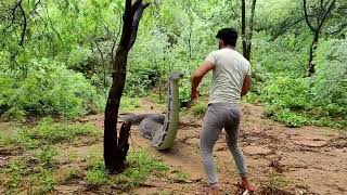 Anaconda Snake in Real Life Video 3 screenshot 2