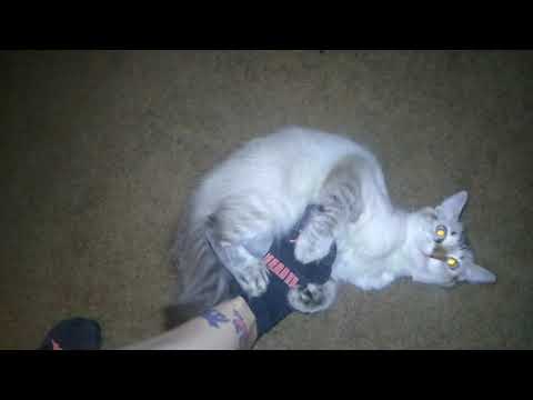 White Long Haired Blue Eyed 3 Extra Toes Cat Playing Video