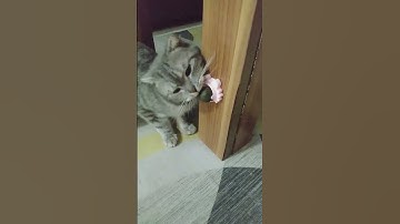 amazing catnip balls