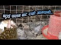 बट्टाई पालन  बाट राम्रो आम्दानी हुन्छ, BATTAI PALAN in Nepal