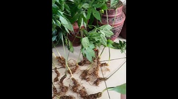 15 củ 1 cân sâm rừng già quá ngon. Bao kiểm định chuẩn sâm trên toàn quốc. Giá 13tr.  #sâm_ngọc_linh