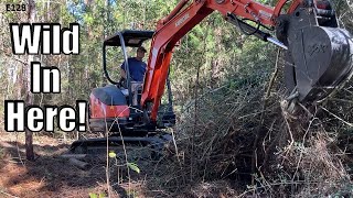 Blazing Trails Through THICK BRUSH with a Mini Excavator | E128