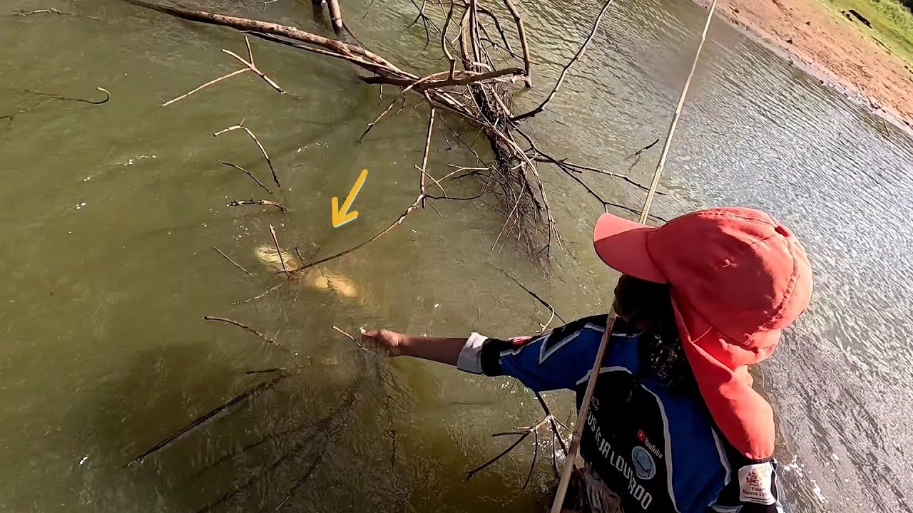 É inaceitável isso veja que estrago que isso fez Pescaria de tilápias pirambóia e porcos bruto 