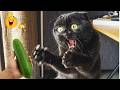 😂 Funniest Animal Videos  Super Dramatic Dogs and Totally Funny Cats | Try Not To Laugh Today 😻