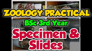 Specimens and Slides | Zoology Practical | BSc 3rd Year