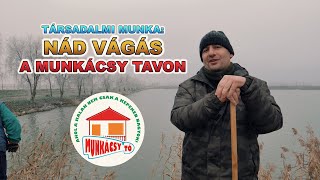 Horgász társadalmi munka - NÁD VÁGÁS