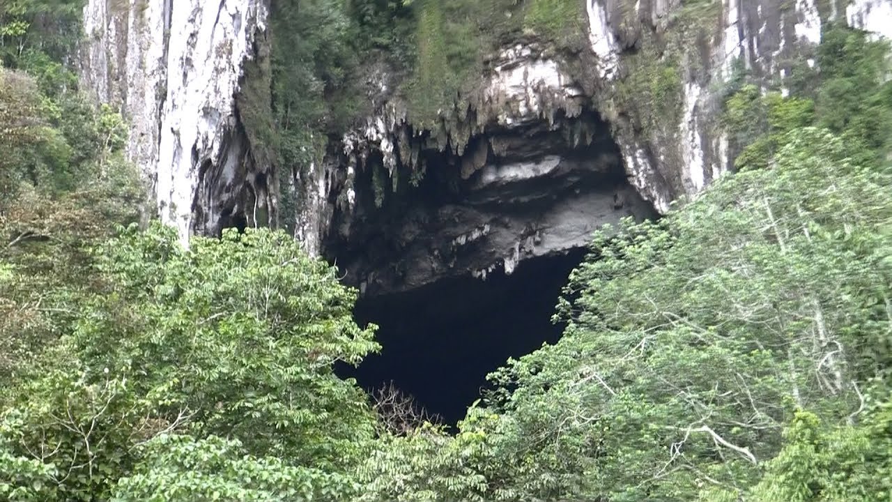 Borneo Deer Cave bats مضرب 蝙蝠 बल्ला kelelawar летучая мышь ค้างคาว