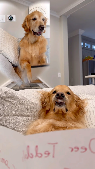Teddy got scammed!