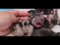 French bull dog reactions at first time seeing her 6 newborn pups