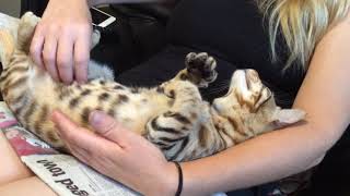Happy Cat Having Belly Rub