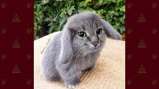 gato planeta screenshot 1