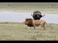 Brave Buffalo chases a Lion. Most Viral!