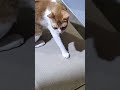 cute cat nice cat itna tiger baat rakhe hain snap every animals #video #funny #cat #viral #shorts