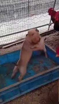 anjing berantem.                             #anjingberantem