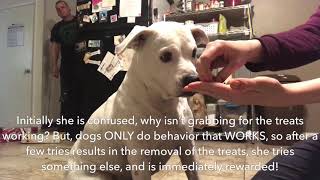 Its Yer Choice - Impulse Control for Dogs