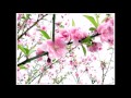 广东音乐《春到田间》 《小桃红》 《鸟投林》 王炳尧演奏艺术专辑