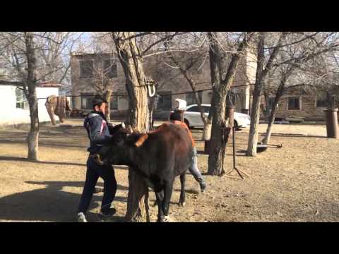 Жесть смотреть всем корове засовывают руку в жопу Жесть смотреть всем корове засовывают руку в жопу