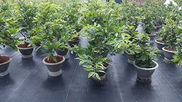 Mai vàng chơi tết cúc thọ hương 3 mùa mai xoắn 3 mùa @0365058200