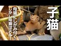 【母猫がいない】子猫が母猫の帰りを待っていた結果…