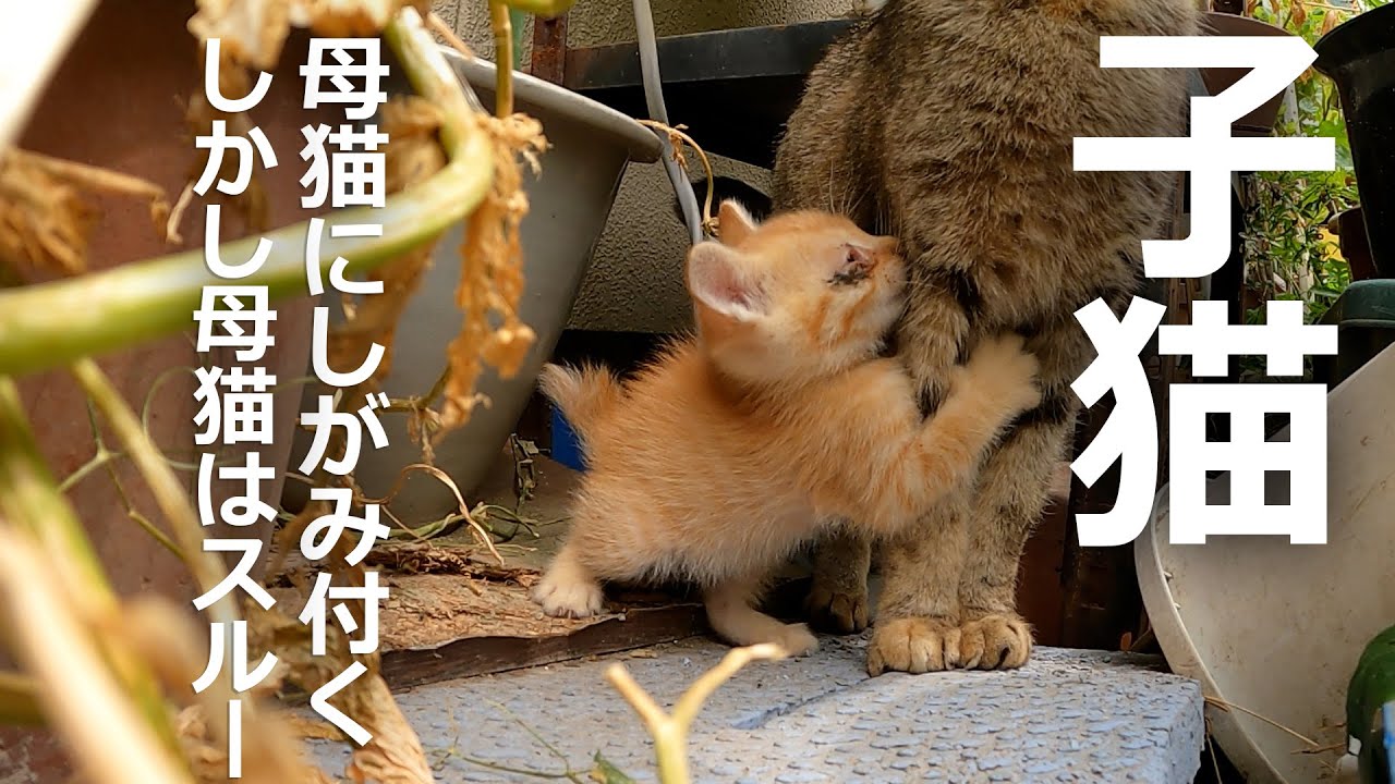 【母猫がいない】子猫が母猫の帰りを待っていた結果…