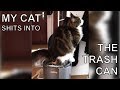 Cat shits into the trash can 💩😂 - Maine Coon Kittie Funny Cute