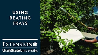 How to Monitor for Fruit Pests: Using a Beating Tray