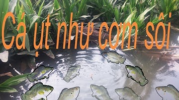 Câu cá rô đồng , câu ngay ổ  cá ụt như cơm sôi