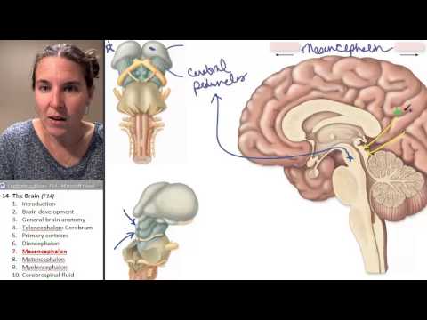 Brain 7- Mesencephalon