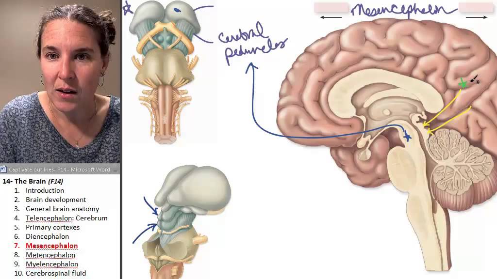 Железа мозга 7. Мезенцефалон диэнцефалон. Telencephalon inferior. Telencephalon Anatomy. Midbrain Anatomy.