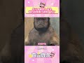 终于理解别人说你画的妆像猴子屁股一样了!!#山魈 #猴子 #真实
