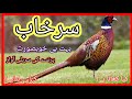 The pheasant  surkhab  beautiful in world  birds breeding